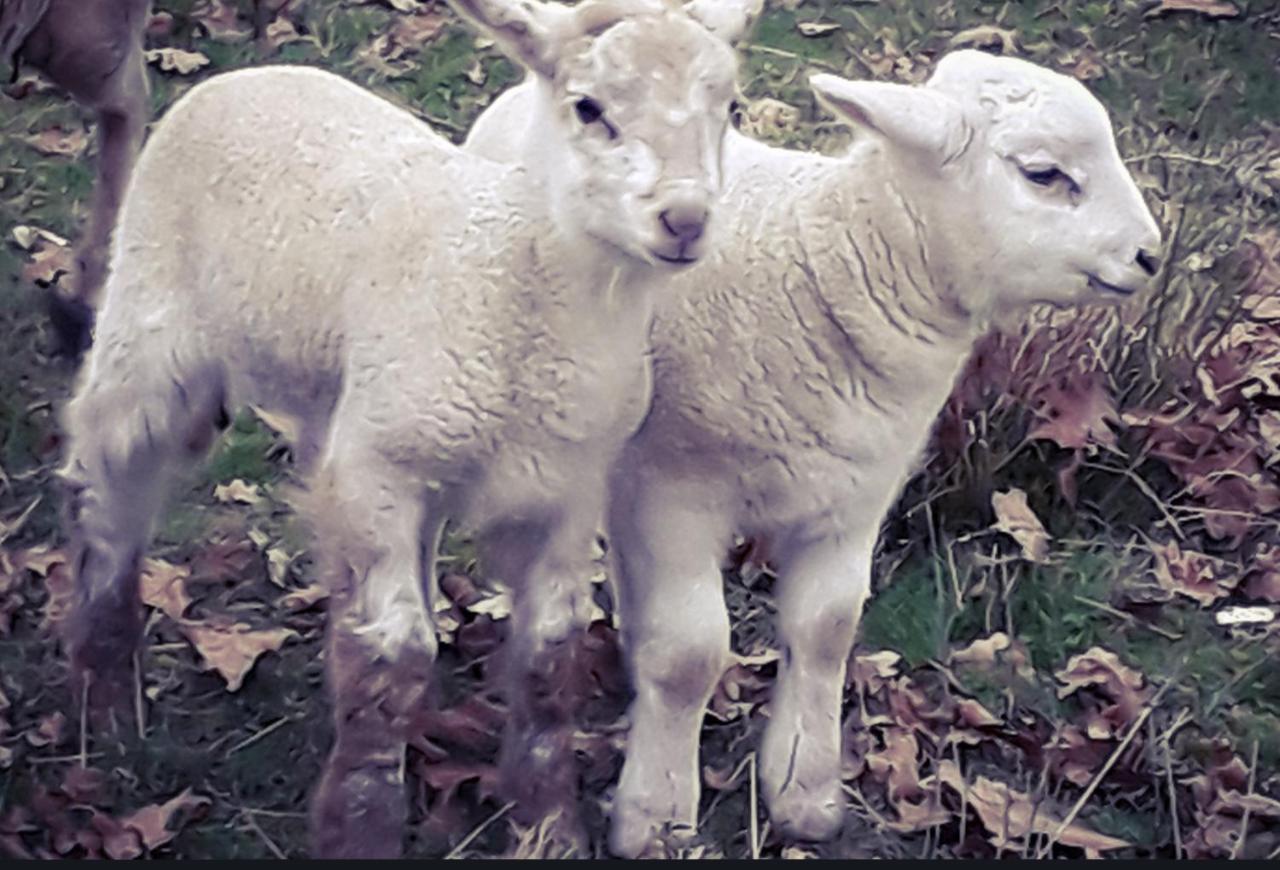 Ecogite Rural La Cle Des Champs Peyrelongue-Abos Zewnętrze zdjęcie