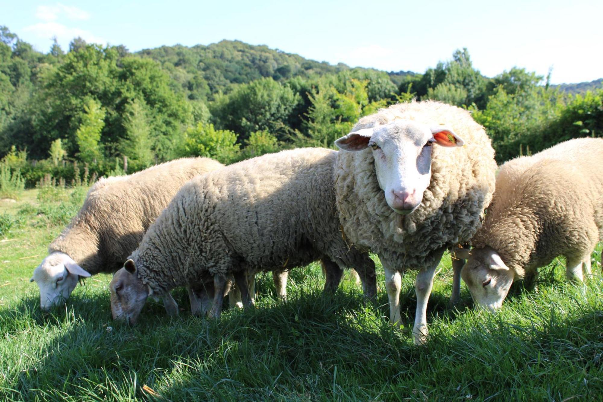 Ecogite Rural La Cle Des Champs Peyrelongue-Abos Pokój zdjęcie